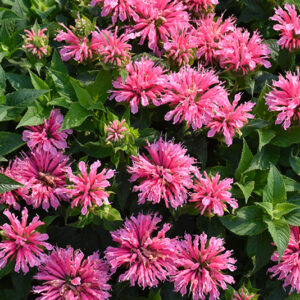 Pink Lace Beebalm flowers