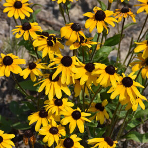 Black-eyed Susan flowers