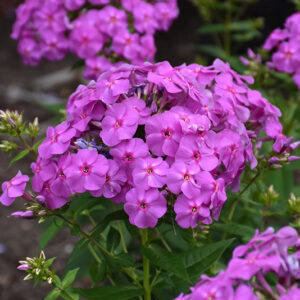 Flame Lilac Garden Phlox flowers