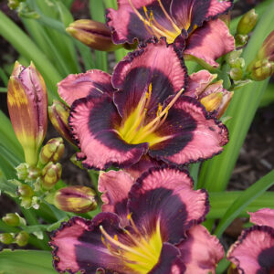 Rainbow Rhythm® Storm Shelter Daylily flowers