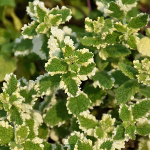 Variegated Pineapple Mint foliage
