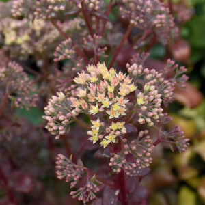 Peach Pearls Stonecrop flowers