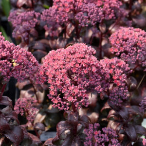 Dark Magic Stonecrop flowers