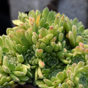 Chick Charms&reg; Sugar Shimmer&trade; Hens And Chicks