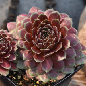 Chick Charms&reg; Berry Bomb&trade; Hens And Chicks