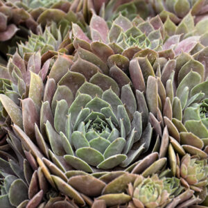 Chick Charms&reg; Plum Parfait&trade; Hens And Chicks