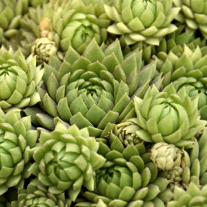 Chick Charms&reg; Key Lime Kiss&trade; Hens And Chicks