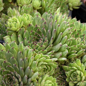 Chick Charms&reg; Appletini&trade; Hens And Chicks
