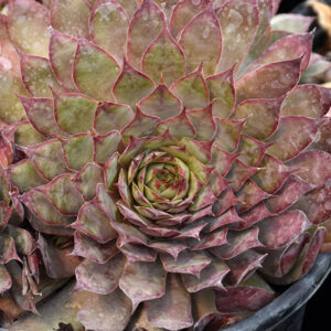 Chick Charms&reg; Autumn Apple&trade; Hens And Chicks