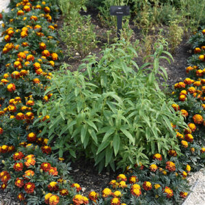 Lemon Verbena