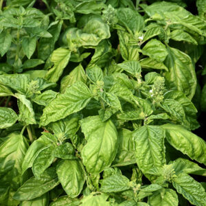 Mammoth Basil foliage