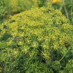 Dill flowers