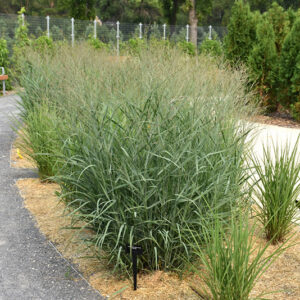 Heavy Metal Blue Switch Grass
