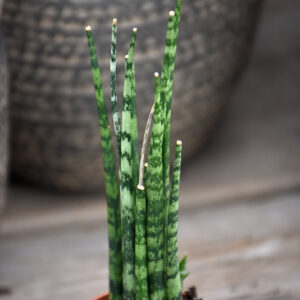 Mikado Cylindrical Snake Plant