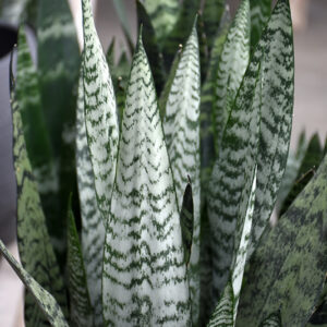 Snake Plant foliage