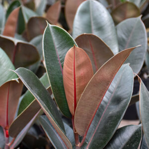 Burgundy Rubber Tree foliage