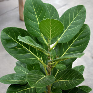 Fuzzy Wuzzy&trade; Audrey Banyan Fig foliage