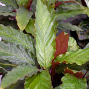 Stromanthe foliage