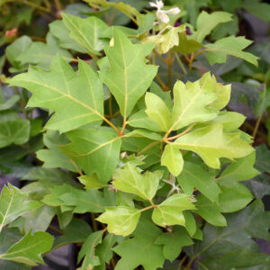 Grape Ivy foliage