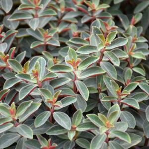 Red Log Peperomia foliage