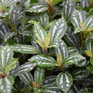 Aluminum Plant foliage