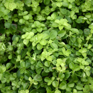 Baby's Tears foliage