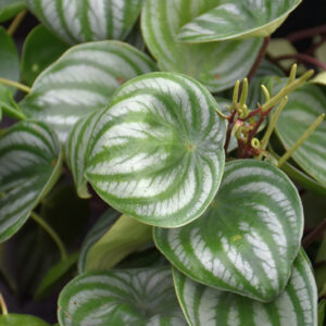 Watermelon Peperomia foliage