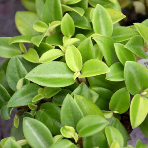 Teardrop Peperomia foliage