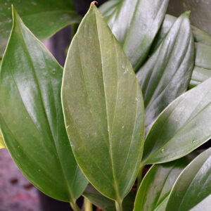 Dragon's Tail foliage