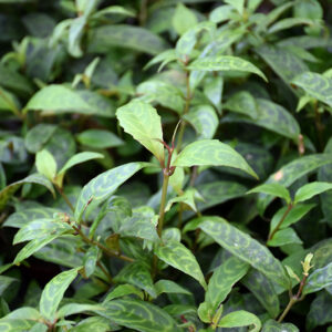 Zebra Basket Vine foliage