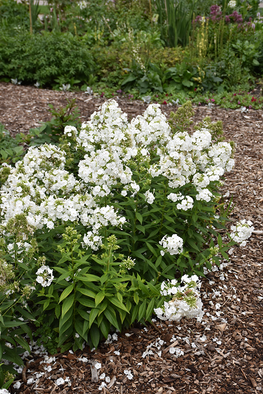 David Garden Phlox in bloom
