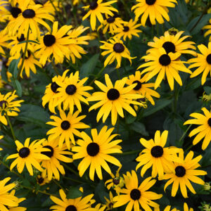 American Gold Rush Coneflower flowers