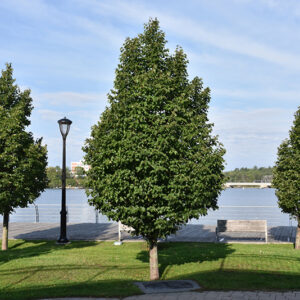 Greenspire Linden