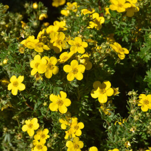 Goldfinger Potentilla flowers