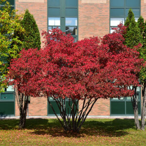 Amur Maple in fall