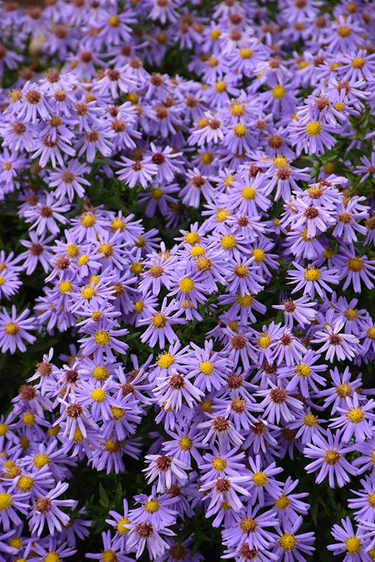 Kickin® Lilac Blue Aster flowers