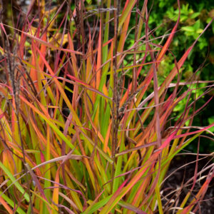Flame Grass in fall