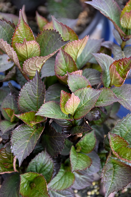 Pink Dynamo™ Hydrangea foliage
