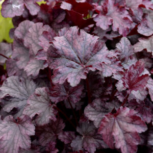 Plum Pudding Coral Bells foliage