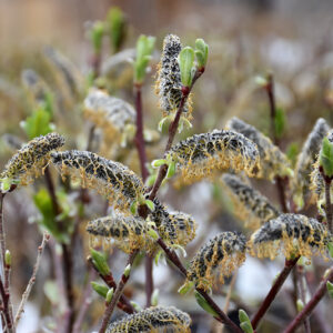 Black Cat® Pussywillow foliage
