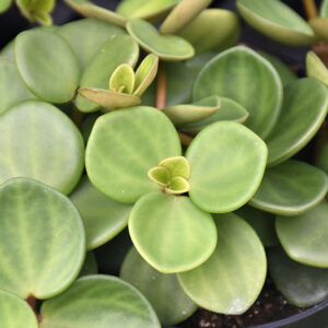 Hope Peperomia foliage