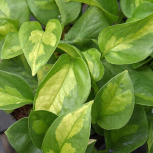 Global Green Pothos foliage