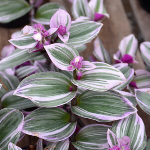 Nanouk Tradescantia foliage