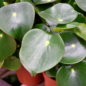 Raindrop Peperomia foliage