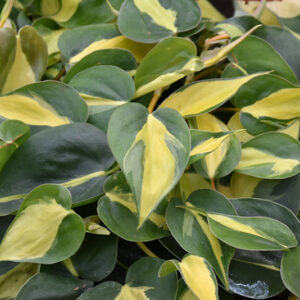 Brasil Philodendron foliage