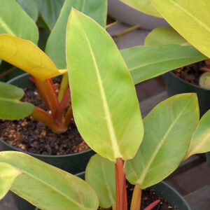 Golden Melinonii Philodendron foliage