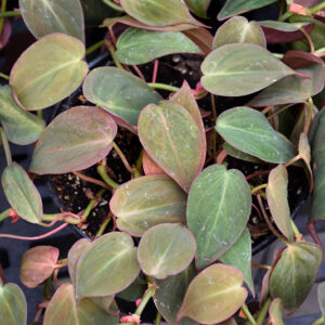Velvet Leaf Philodendron foliage