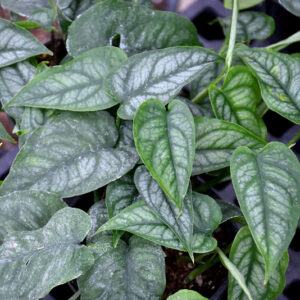 Silver Monstera foliage