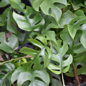Mini Monstera foliage