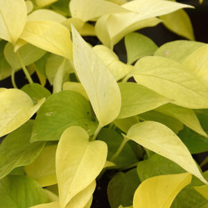 Neon Pothos foliage